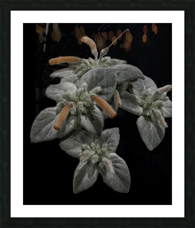 *FLO 00499 Picture Frame print