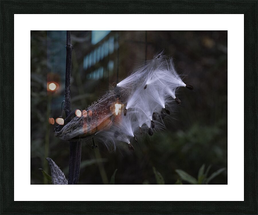 FLO 00464 Picture Frame print