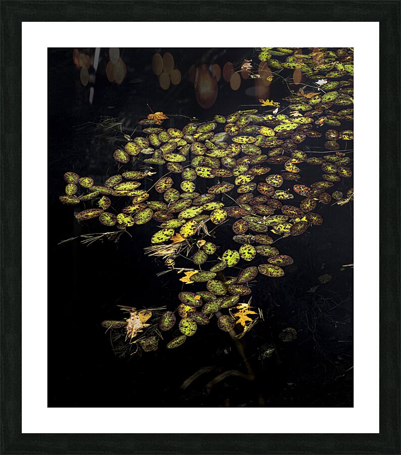 *FLO 00469 Picture Frame print