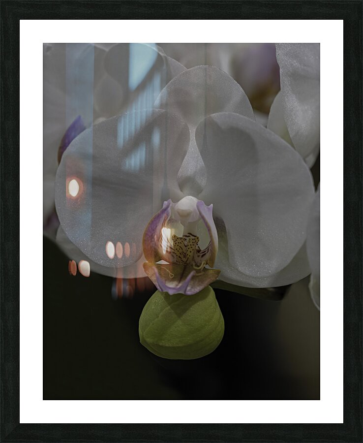 FLO 00497 Picture Frame print