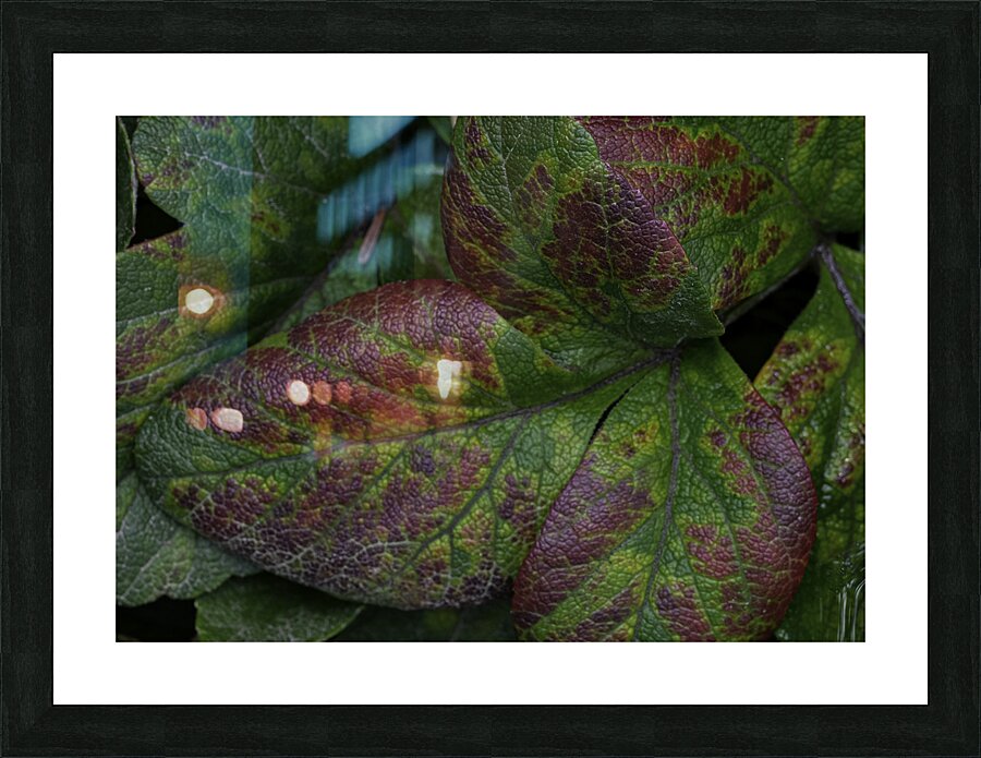 FLO 00483 Picture Frame print
