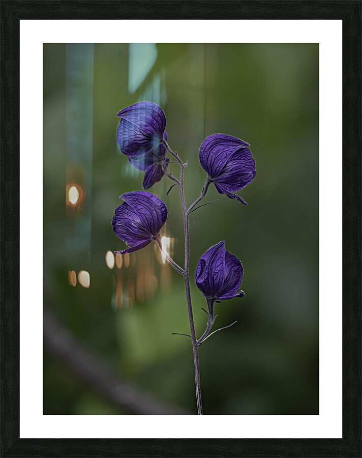 FLO 00477 Picture Frame print