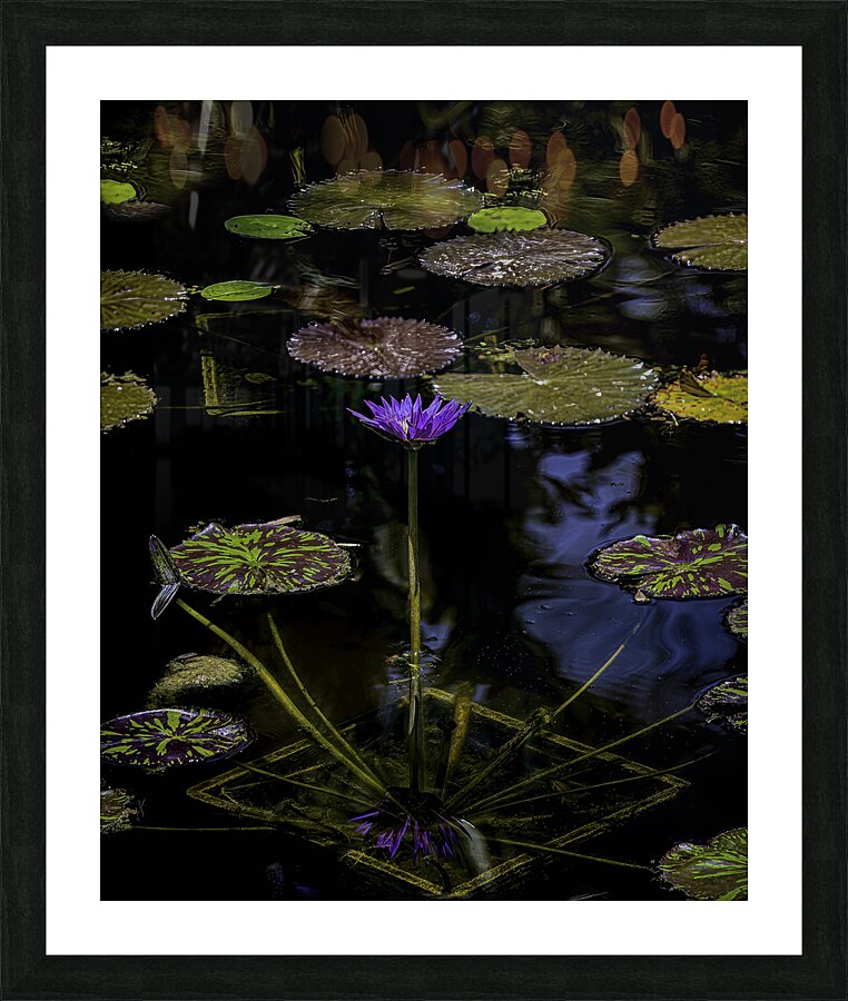FLO 00535 Picture Frame print