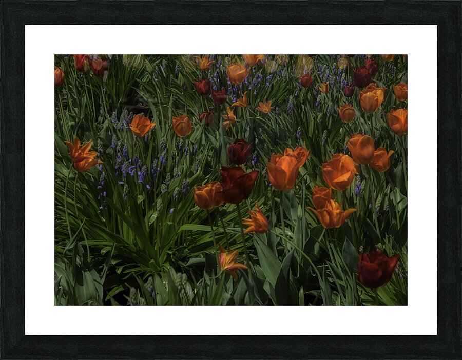 FLO 00514 Picture Frame print