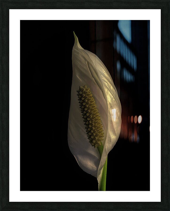 FLO 00528 Picture Frame print