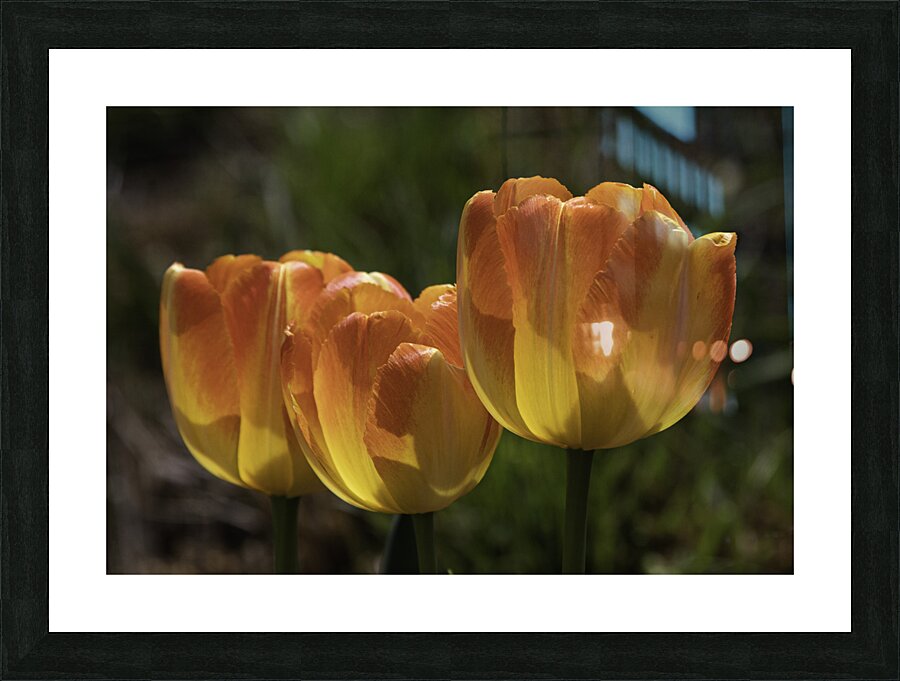 FLO 00518 Picture Frame print