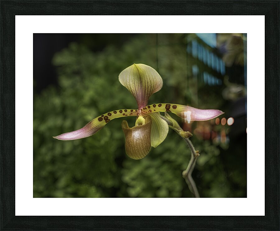 FLO 00549 Picture Frame print