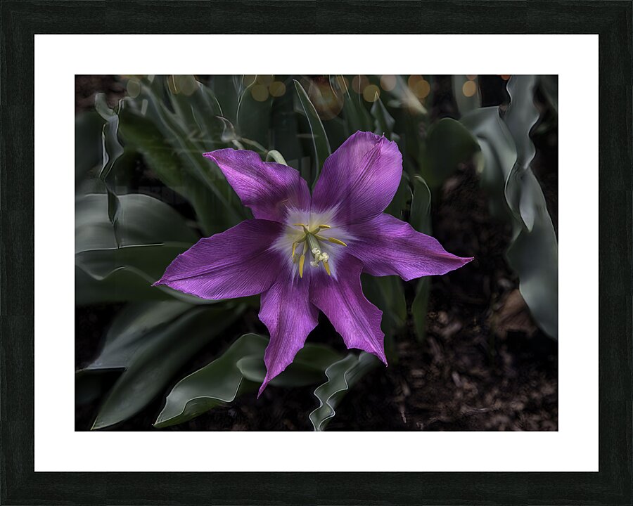 FLO 00523 Picture Frame print
