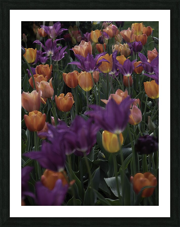 FLO 00519 Picture Frame print