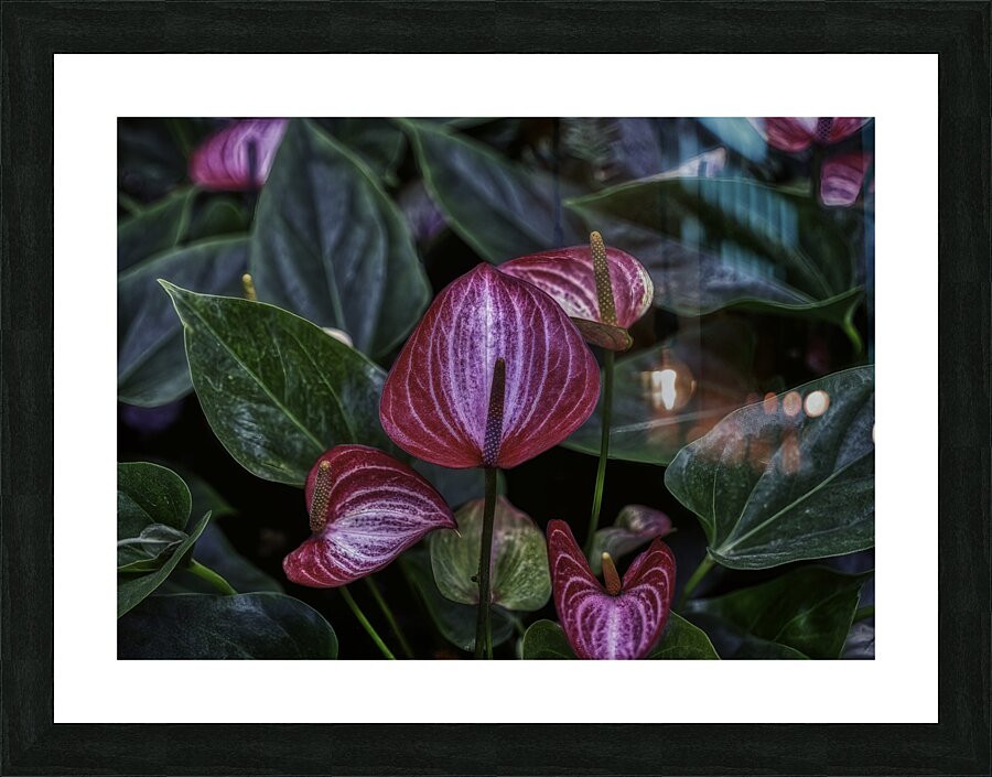 FLO 00545 Picture Frame print