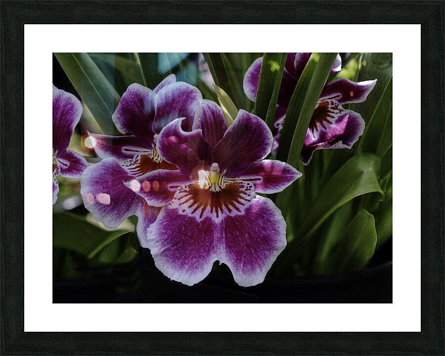 FLO 00547 Picture Frame print