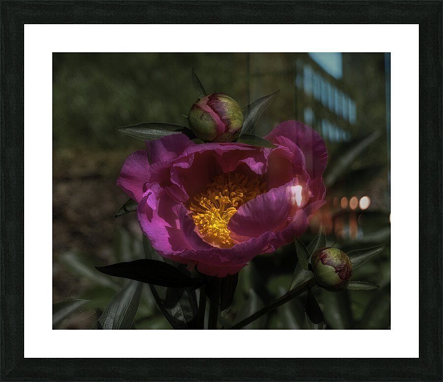 FLO 00538 Picture Frame print