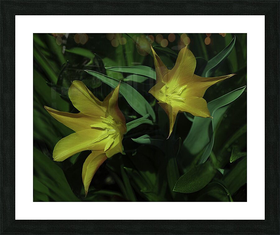 FLO 00515 Picture Frame print