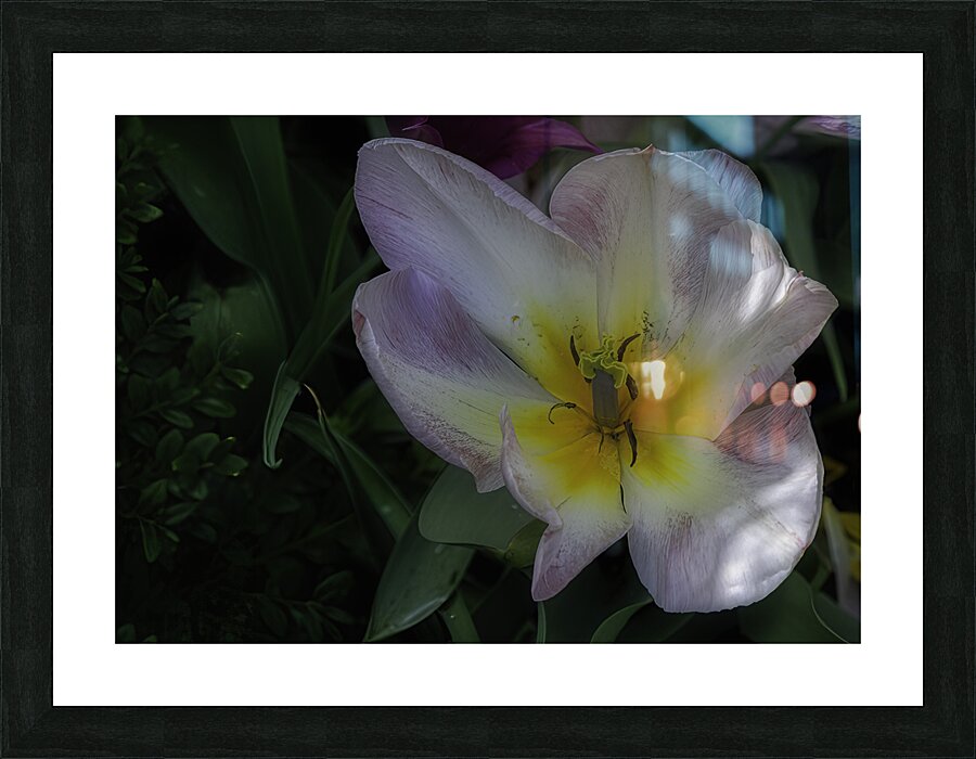 FLO 00521 Picture Frame print