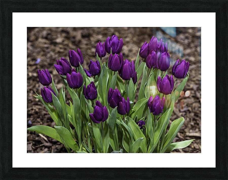FLO 00507 Picture Frame print