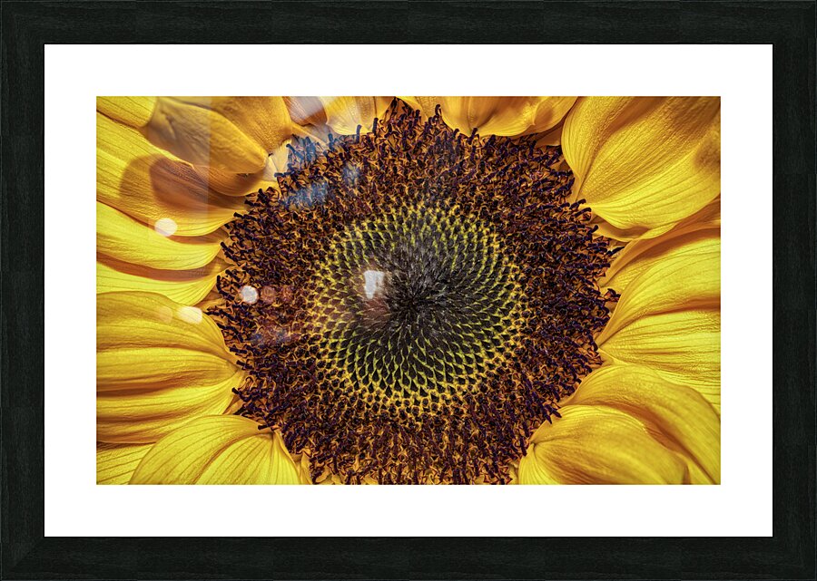 FLO 00524 Picture Frame print