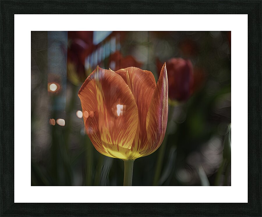 FLO 00513 Picture Frame print