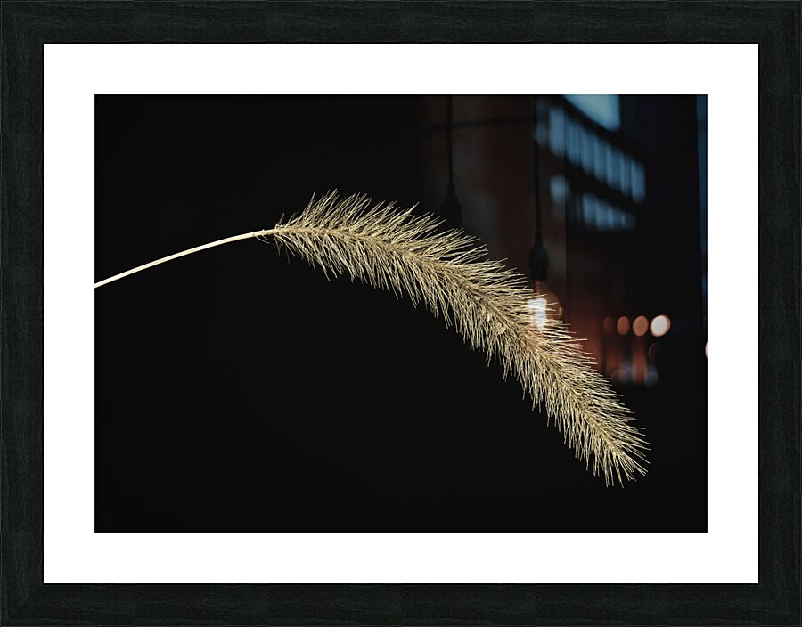 FLO 00532 Picture Frame print