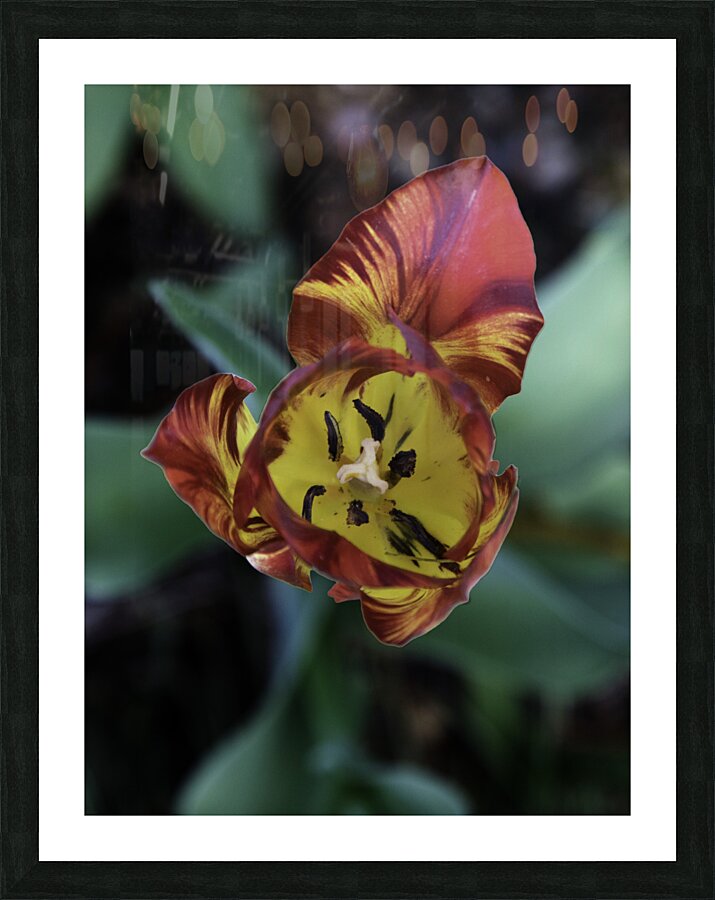 FLO 00512 Picture Frame print
