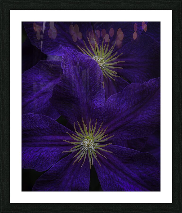 FLO 00583 Picture Frame print