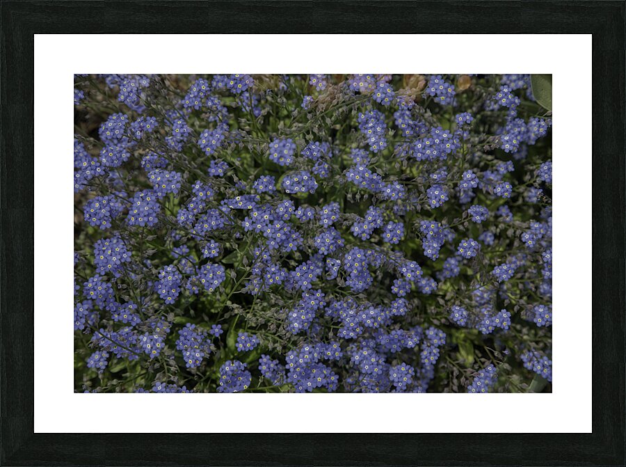 FLO 00557 Picture Frame print