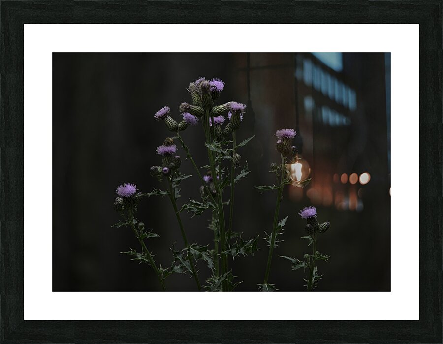 FLO 00562 Picture Frame print