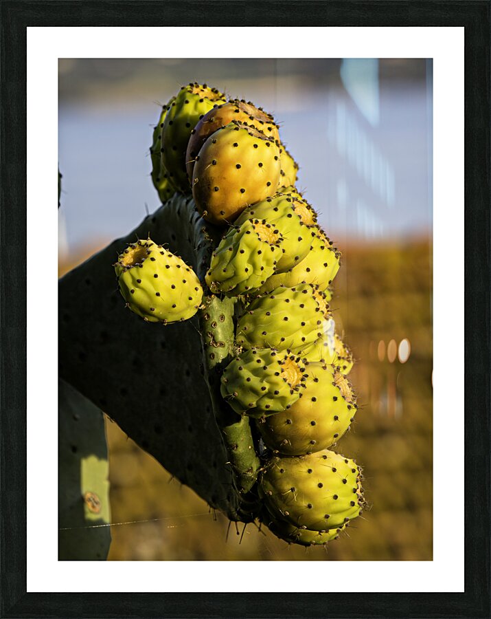 FLO 00561 Picture Frame print