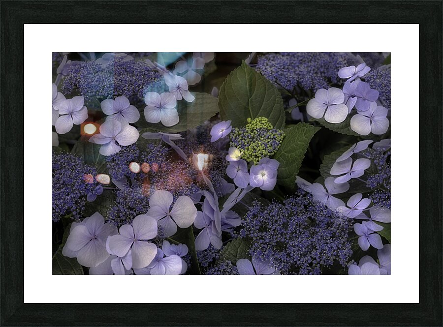 FLO 00553 Picture Frame print