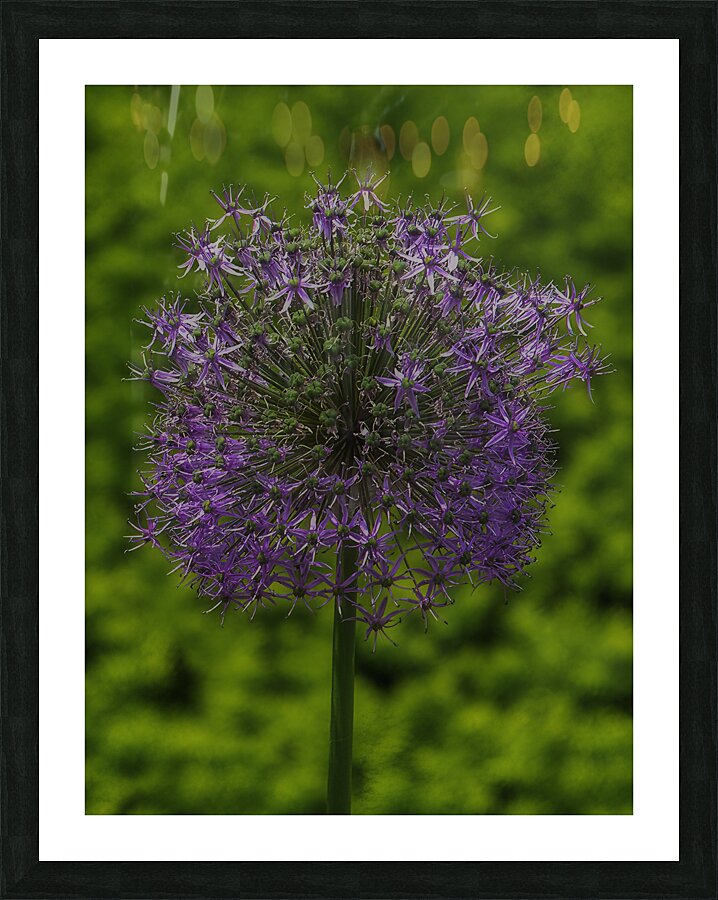 FLO 00556 Picture Frame print