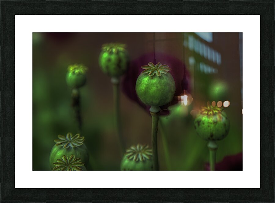 FLO 00574 Picture Frame print