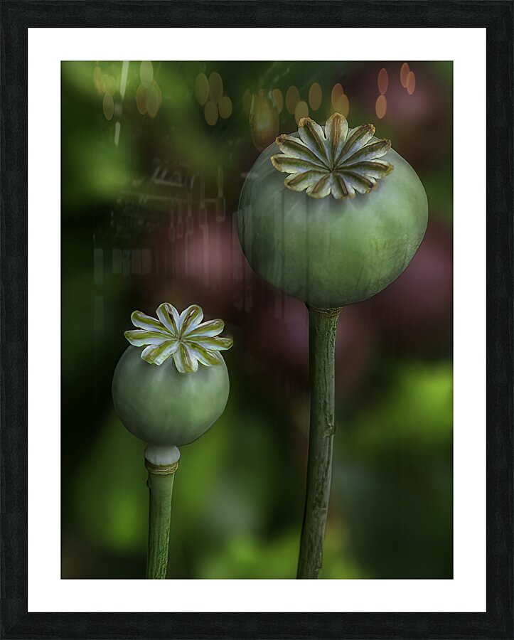 FLO 00595 Picture Frame print