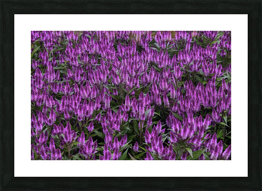 FLO 00558 Picture Frame print
