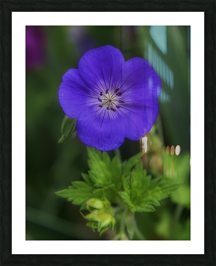FLO 00586 Picture Frame print