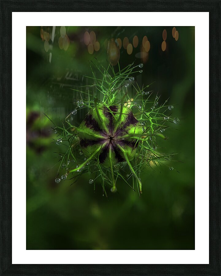 FLO 00594 Picture Frame print