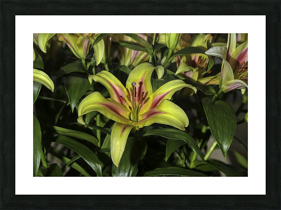 FLO 00603 Picture Frame print