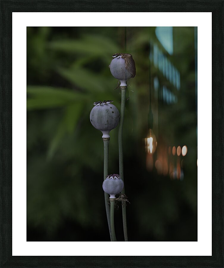 FLO 00592 Picture Frame print
