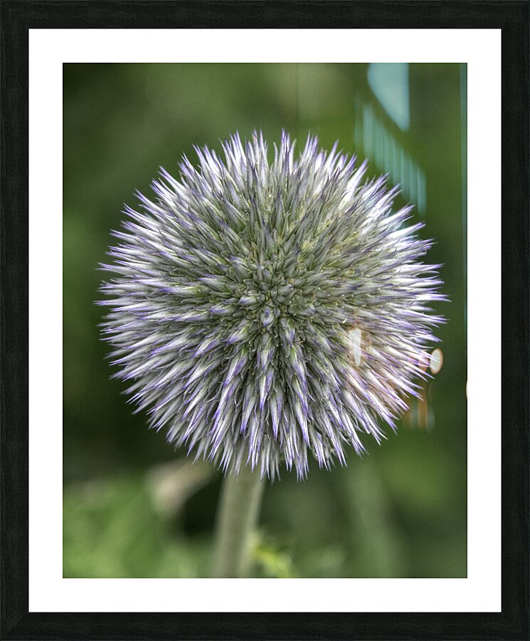 FLO 00566 Picture Frame print