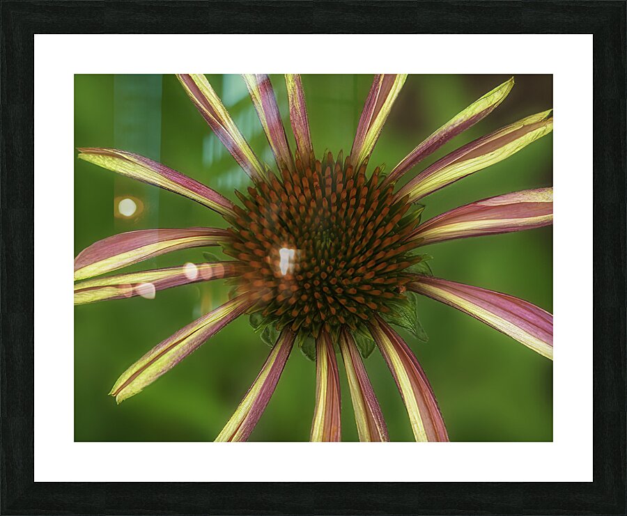 FLO 00596 Picture Frame print
