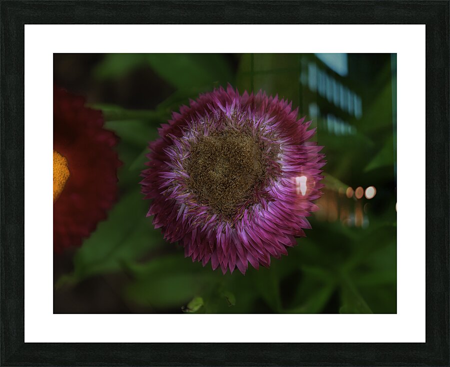 FLO 00579 Picture Frame print