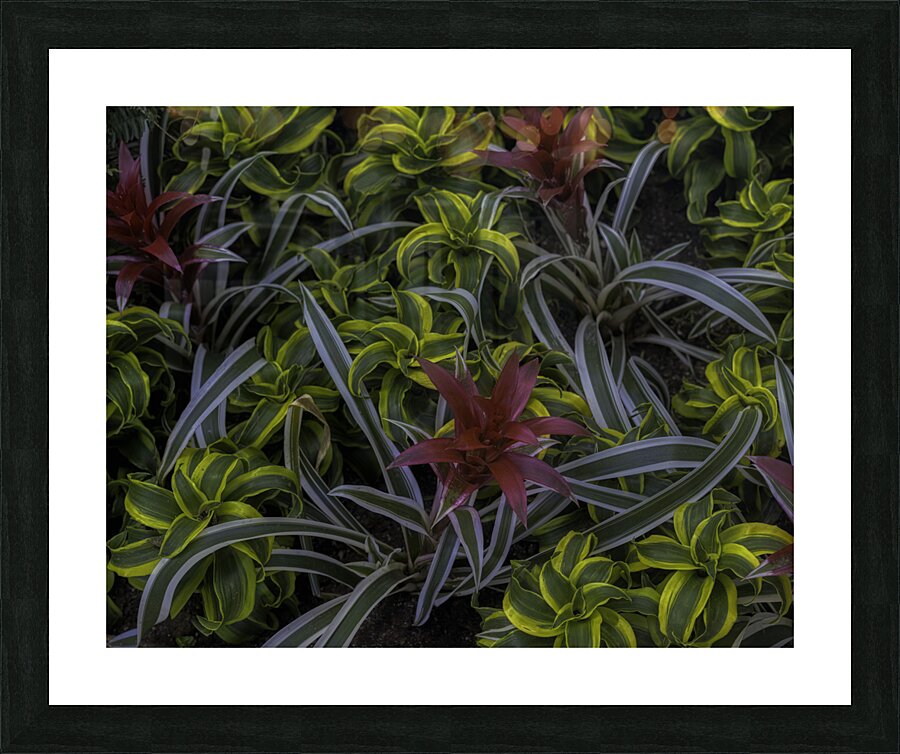 *FLO 00552 Picture Frame print