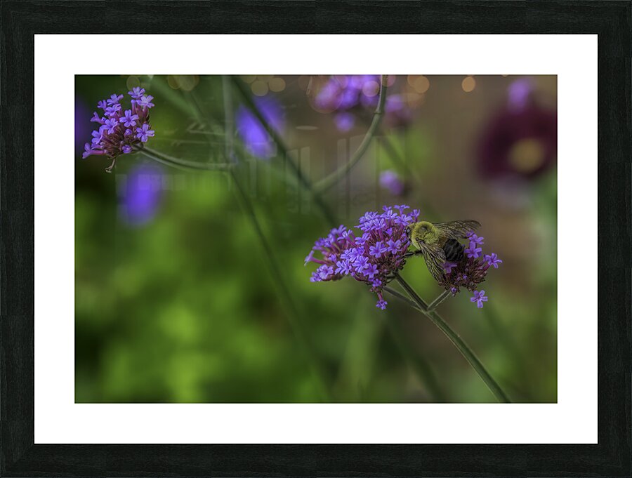 FLO 00570 Picture Frame print