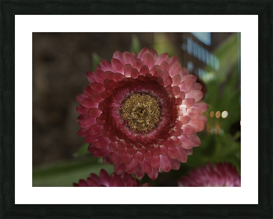 FLO 00589 Picture Frame print