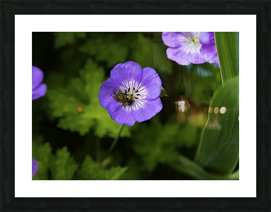 FLO 00581 Picture Frame print