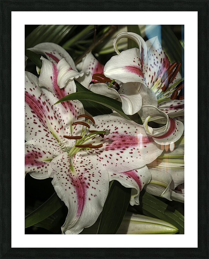 FLO 00605 Picture Frame print