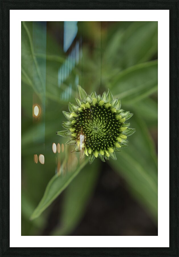 FLO 00588 Picture Frame print