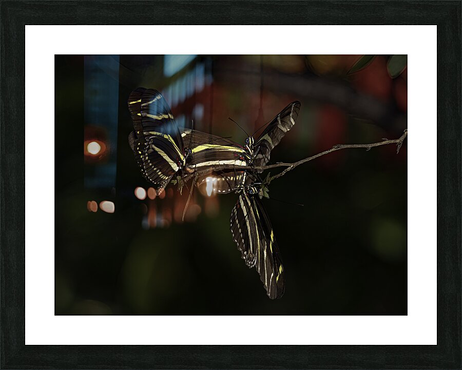 INS 00648 Picture Frame print
