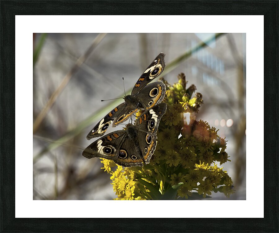 INS 00624 Picture Frame print