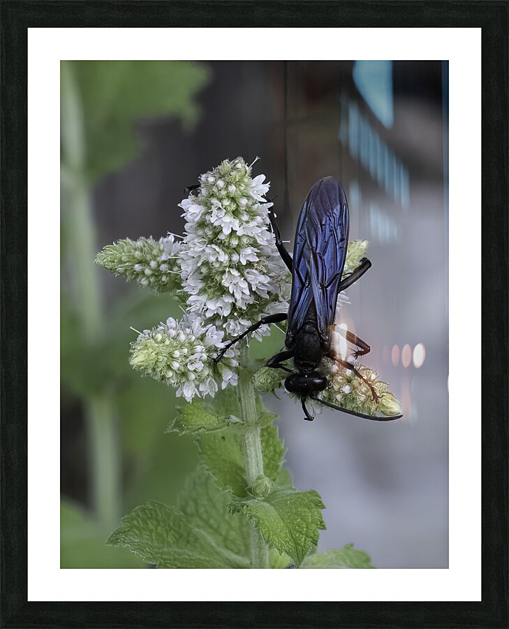 INS 00615 Picture Frame print