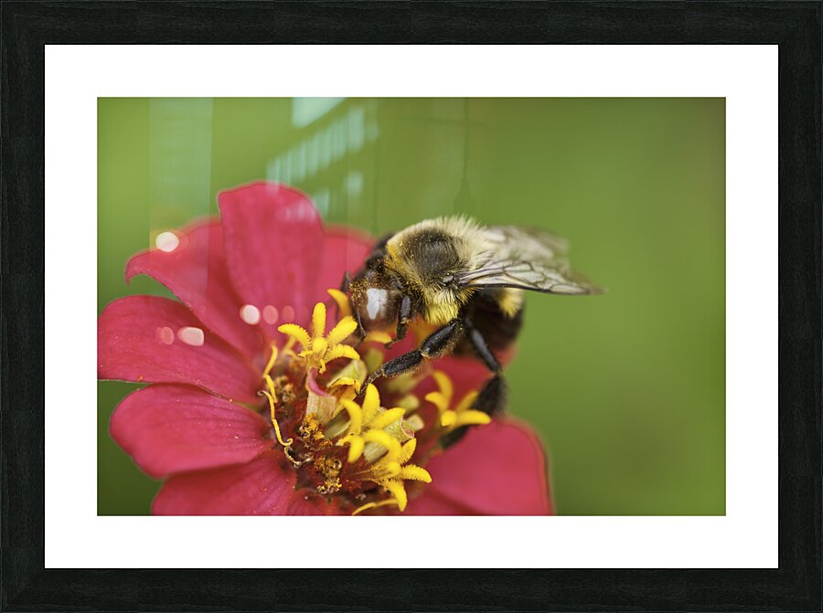 INS 00617 Picture Frame print