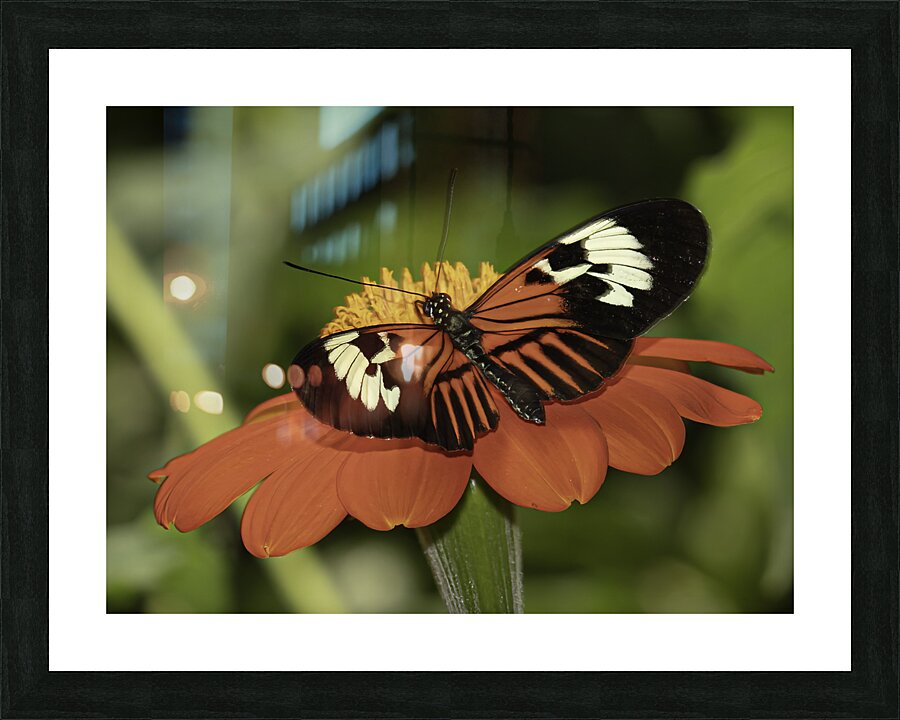 INS 00609 Picture Frame print